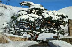 Cedars